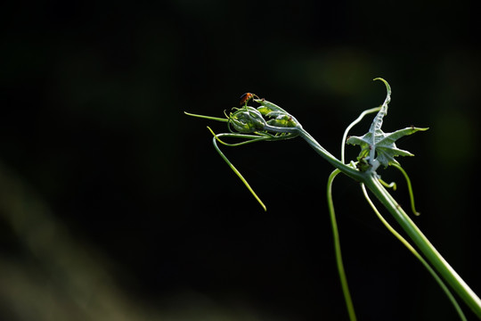 植物 农作物 蔬菜 丝瓜叶