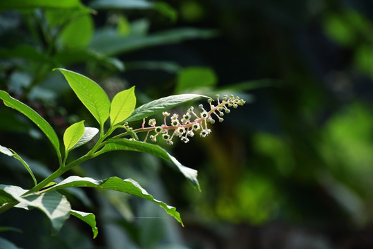 植物 野生植物 野花