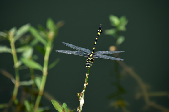 蜻蜓 昆虫