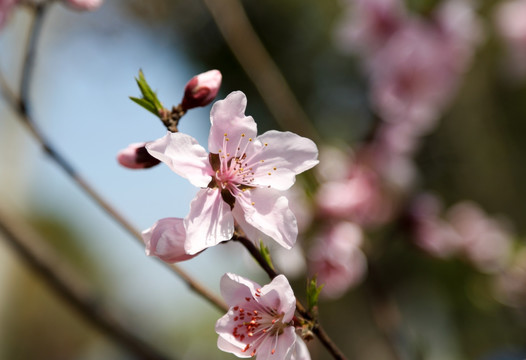 桃花