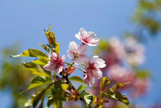 春天樱花