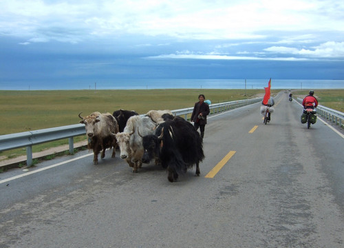青海湖边公路上的牦牛