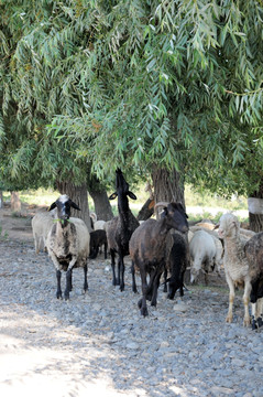 绵羊 羊群