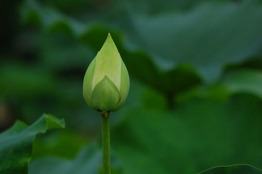 花蕾