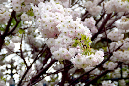 樱花