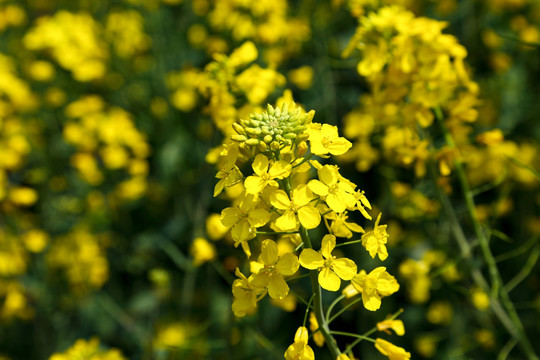 油菜花