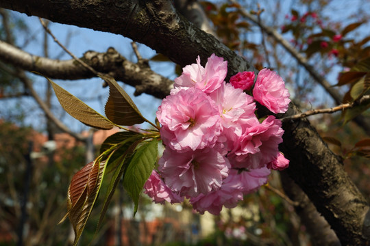 樱花