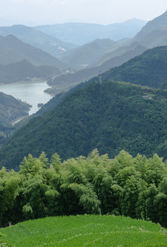 田野青山