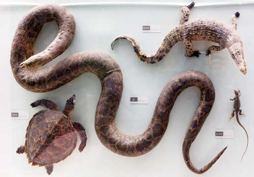 蟒蛇标本