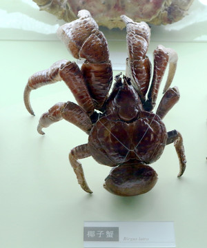 椰子蟹标本