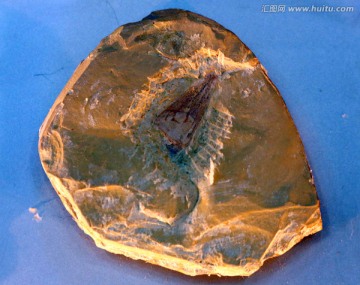 大软蛇螺化石