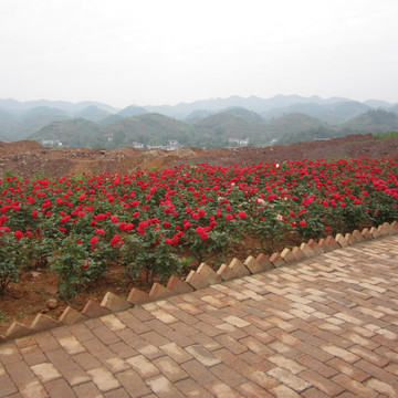 玫瑰花
