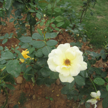 玫瑰花