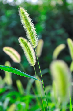 逆光小草