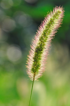 小草