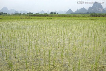 水稻 稻田