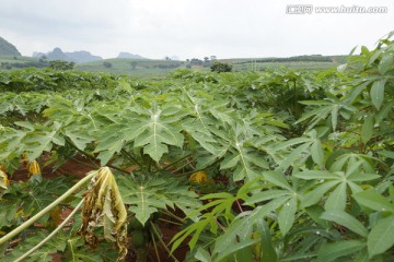 田园 田地 田野