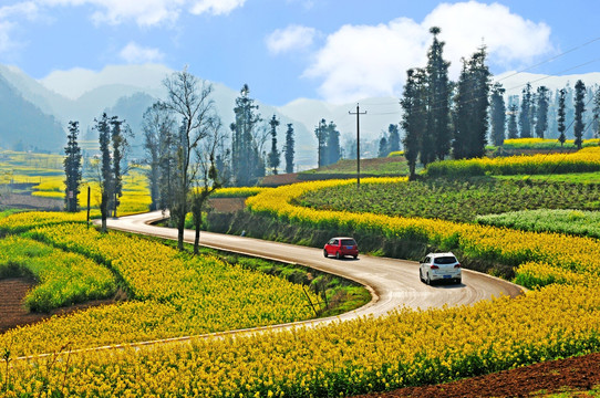 乡村公路 公路风景 油菜花