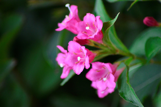 花朵特写