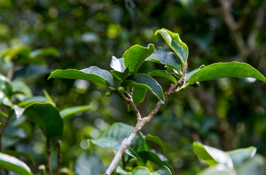 普洱茶 茶叶 茶树果实