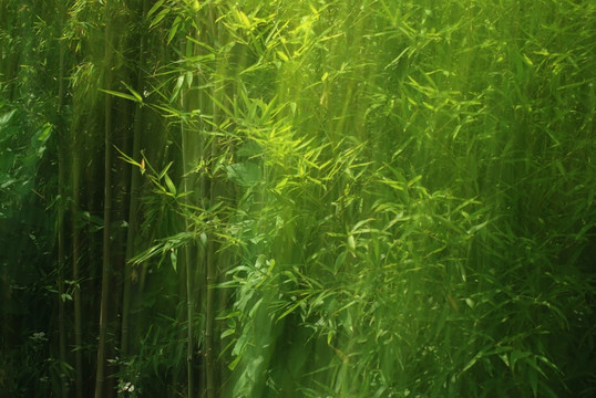 竹林