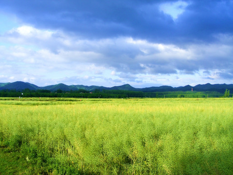 油菜田