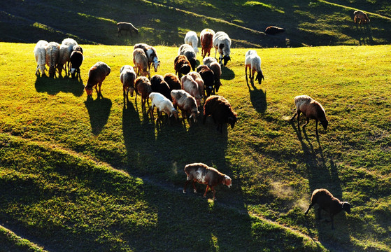 新疆伊犁托乎拉苏草原羊群