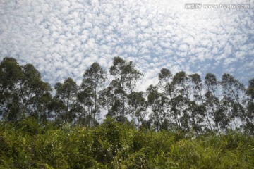 柠檬桉 蔚蓝的天空