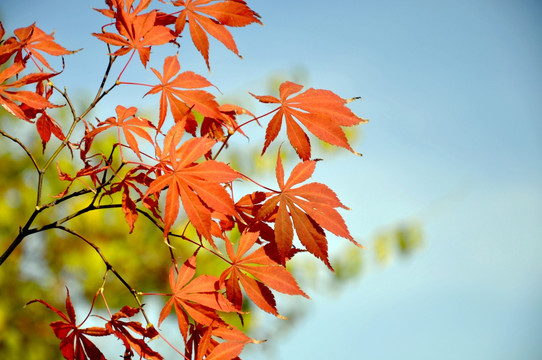 秋天红叶摄影