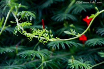 清新雨后水滴绿色藤蔓小花植物