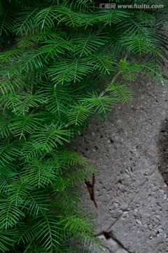 清新雨后水滴绿色藤蔓小花植物