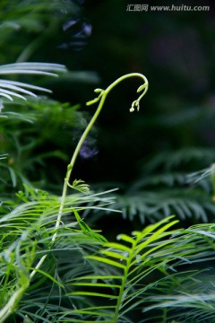清新雨后水滴绿色藤蔓植物