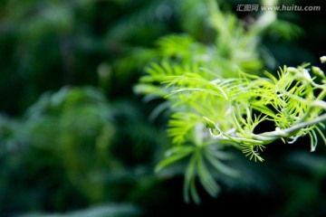 清新雨后水滴绿色藤蔓植物