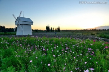 格桑花