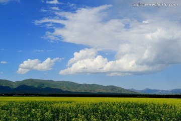 昭苏油菜花海 高清