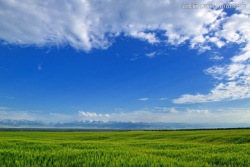 伊犁昭苏麦田 高清