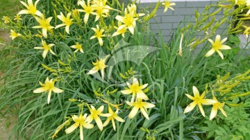 黄花菜的花朵