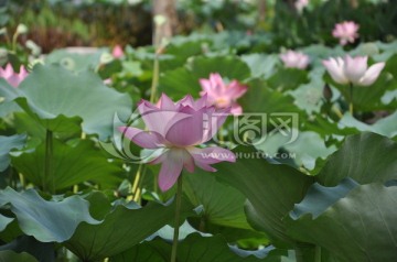 花卉
