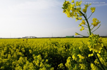 油菜花