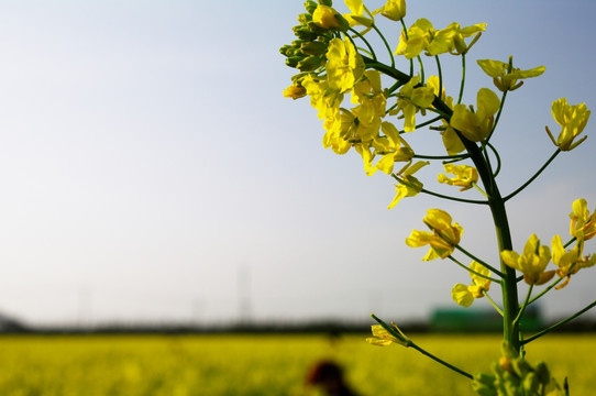 油菜花