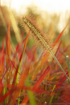 野草