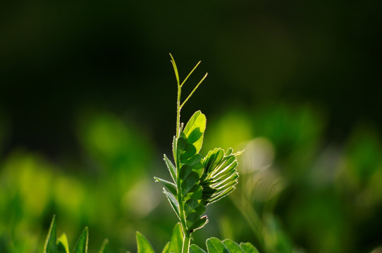 绿芽