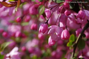 繁花似锦