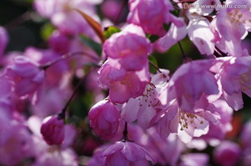 繁花似锦