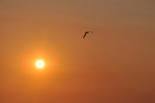 太阳与海鸥