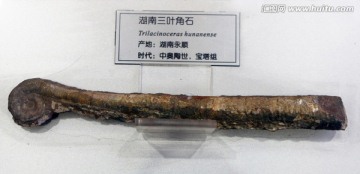 湖南三叶角石化石