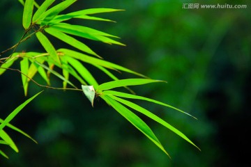 竹叶
