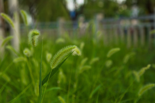 狗尾巴草