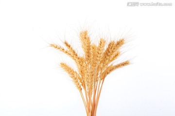 麦子