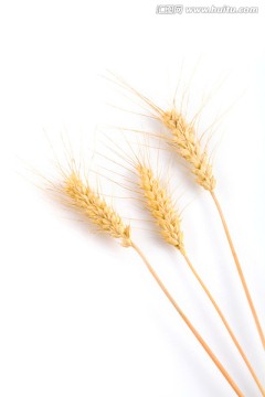 麦子